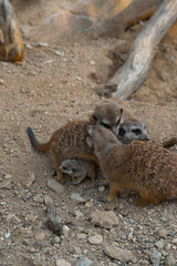 A meerkat family interacts on the ground, with two adults tending to a tiny pup while another looks on watchfully.