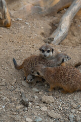 A meerkat family interacts on the ground, with two adults tending to a tiny pup while another looks on watchfully.