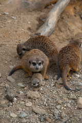 An adult meerkat looks at the camera, a tiny pup sits at its feet, surrounded by other family members on rocky ground