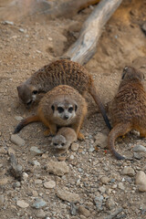 An adult meerkat looks at the camera, a tiny pup sits at its feet, surrounded by other family members on rocky ground