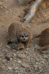 An adult meerkat looks at the camera, a tiny pup sits at its feet, surrounded by other family members on rocky ground