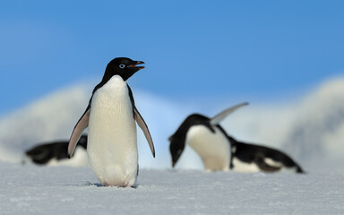 Adélie Penguin Standing Tall on Snowy Field