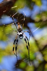 Golden orbweaver spider hanging out