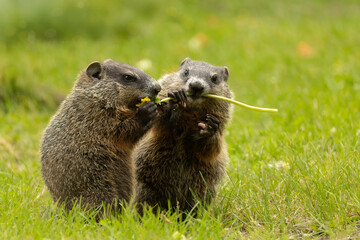 Two baby Woodchuck, Marmota monax sharing a snack in Minnesota.