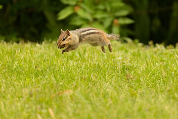 Eastern chipmunk, Tamias striatus jump in Minnesota.