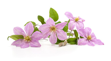 Climate purple flowers.