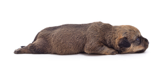 Little sleeping puppy.