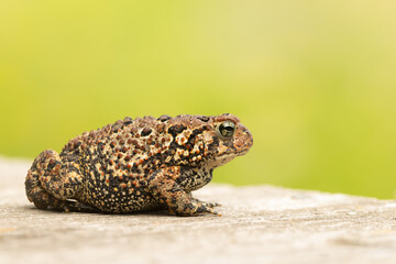 American toad, Anaxyrus americanus taken in Minnesota.