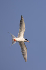 Forster's tern, Sterna forsteri in flight in Minnesota.
