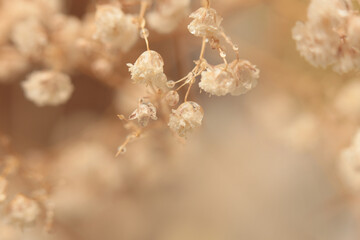 Smoke soft focus Gypsophila Flower. Natural blur beige, brown light neutral background.