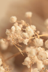Smoke soft focus Gypsophila flower. Natural blur beige, brown neutral background.
