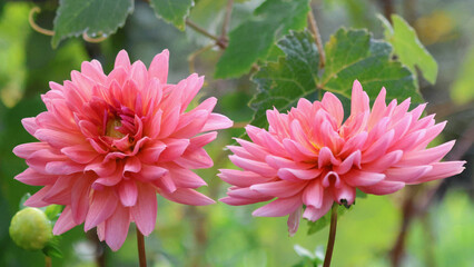 Two pink dahlias in bloom