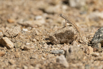 Zebra-tailed lizard, Callisaurus draconoides in Arizona.