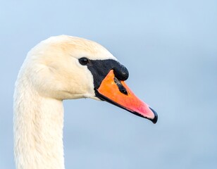 Fototapeta premium Close-up swan profile against soft sky
