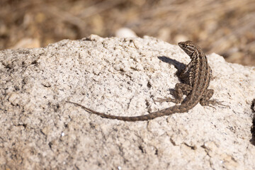 Tree lizard, Urosaurus graciosus perched on a rock. 