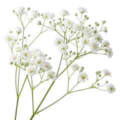 White Baby's Breath Bouquet, Isolated on Transparent Background, Floral Arrangement, PNG, High-Resolution, baby's breath, floral, clipart