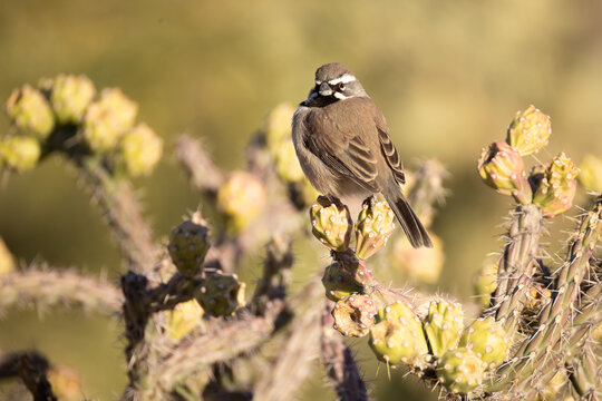 Black-throated sparrow, Amphispiza bilineata in Arizona.