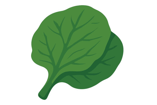 green spinach leaf on white background clip art preview