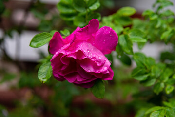 Dewy pink rose in garden setting
