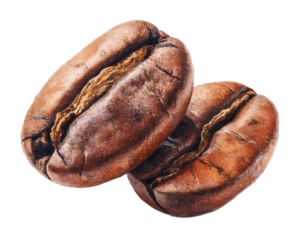 Close-up of two roasted coffee beans.  Details of the bean's texture and color are visible