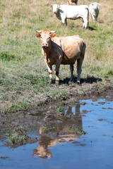 Cows in green meadows of Wallon farmland around Neufchateau, Belgium