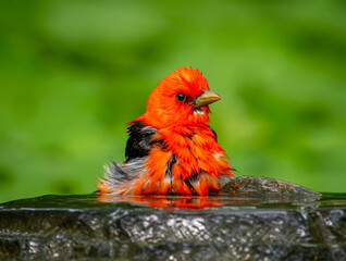Bathing Scarlet Tanager