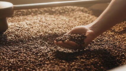 Hand gently releasing roasted coffee beans over large pile under warm light. Assessing roast level and texture while working in cooling tray during final stage of coffee preparation.