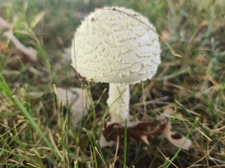 mushroom in the grass