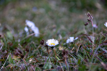 Close-up of daisy flower in spring