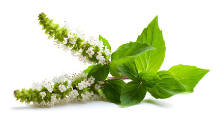 Thai Basil flower patchouli plant isolated white background