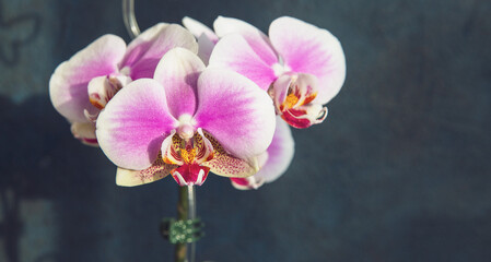 Pink phalaenopsis orchid flowers on a dark background
