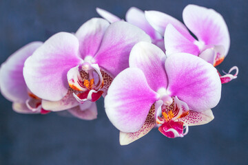 Pink phalaenopsis orchid flowers on a dark background
