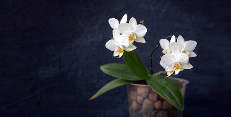 White blooming mini phalaenopsis orchid on a dark background