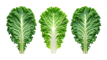 Three fresh green kale leaves isolated on transparent background