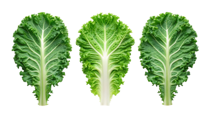 Three fresh green kale leaves isolated on transparent background