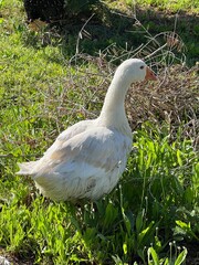 GANSO BLANCO © Aquimasha