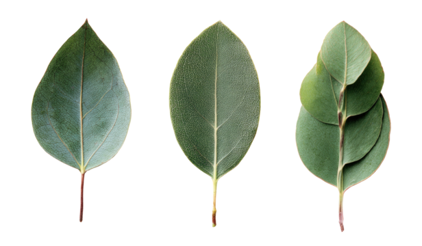 Three eucalyptus leaves, different shapes,  against a black background.  Each leaf shows a distinct form, from oval to slightly curled, with visible leaf stems and veins