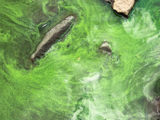 Green algae polluting water surface with rocks