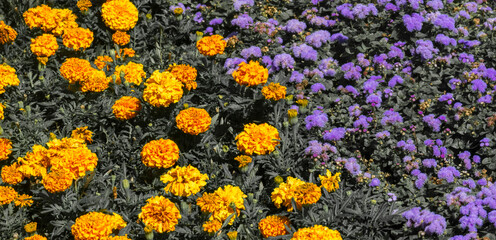 Obraz premium French marigolds and ageratum houstonianum creating a colorful floral background