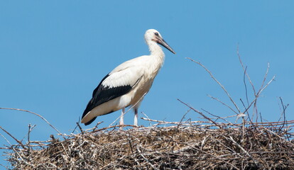 stork in the nest