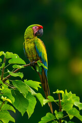  AI-generated image of a vibrant Great Green Macaw (Ara ambiguus) perched gracefully on a leafy branch.