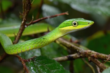 Oxybelis fulgidus a green vine snake from the Colubridae family found near Mamori Lake in the Amazon Brazil