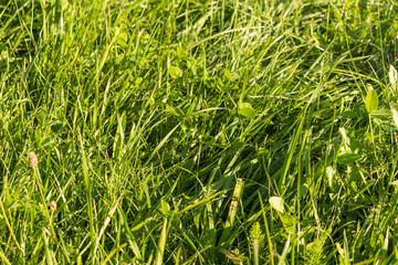 Close up shot of the green grass. background