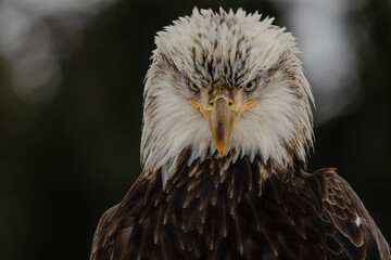 Obraz premium Bald eagle portrait taken in Alaska, Nort America.