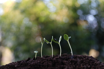 Sunlit macro view of emerging sunflower sprouts