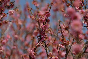 青空の下に咲く満開の梅の花の接写写真