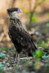 Fototapeta premium Southern Caracara ,Polyborus plancus , Tierra del Fuego, Patagonia, Argentina