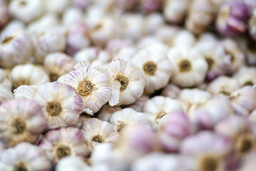 Close-up of a large pile of garlic bulbs with purple and white skins