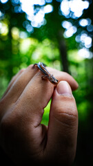 Red Back Salamander on Hand