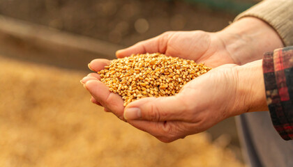 Harvest in Hand: Hands tenderly cradle a rich, golden harvest of grain, a symbol of prosperity and the bounty of the earth.